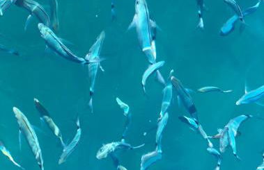 XabiaDecision - Foto 28