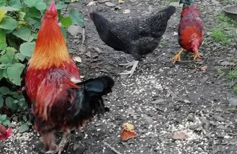 The Hayloft. Entire Barn Conversion near Keswick - Foto 29