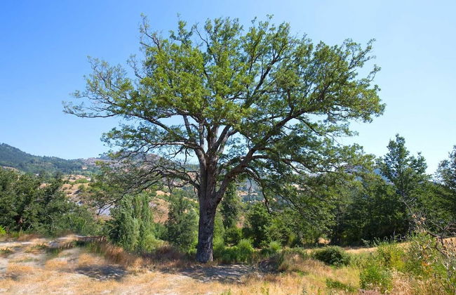 Agriturismo Quercia Antica - Photo 15