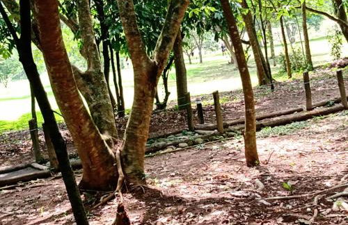 Pertinho da Mata - Foto 8