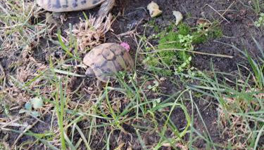 Villa Nicole - Photo 5