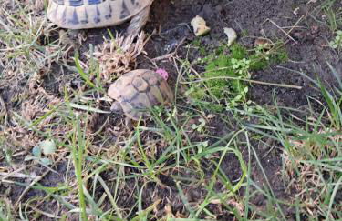 Villa Nicole - Photo 5