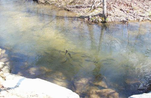 Treetops Cabin-Peaceful 1BR 20-Acre Rural Retreat-HotTub-WiFi-Near Asheville - Foto 10