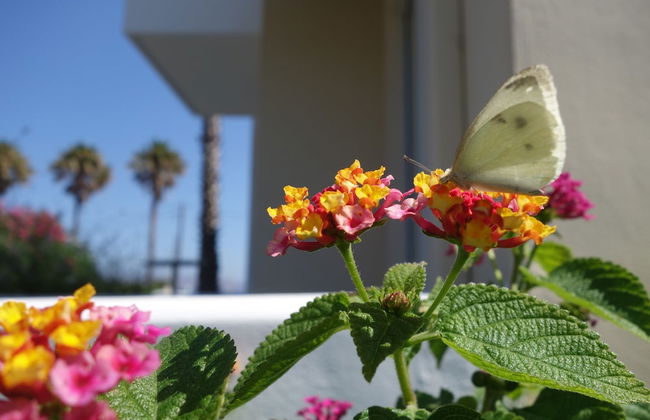 Andromeda Hotel Apartments - Foto 42