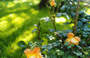 Romantic garden sea view Nervi - Foto 30