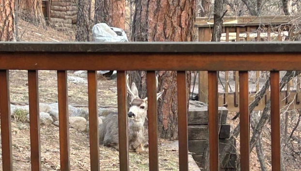 Willowhaven by Ruidoso Vacation Rentals - Foto 3, Servicios del alojamiento