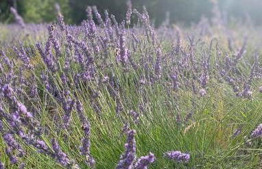 Appartement de charme au calme avec piscine, au pied du Colorado provençal, cœur du Luberon - Foto 52
