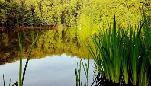 Charming Holiday Home With Natural Garden in Kaltennordheim-thuringia - Foto 4