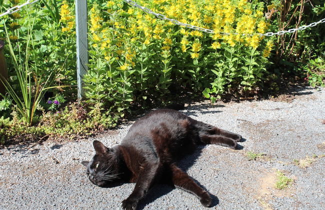 ROSE COURT HOLIDAY APARTMENTS - Foto 68