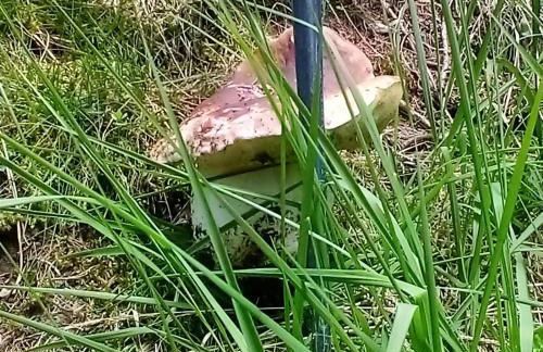 Da Nicola e Laura - Photo 22