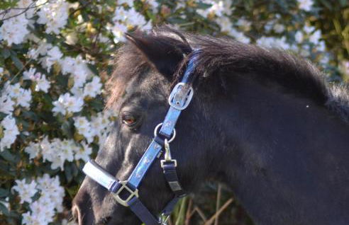 Ferienwohnung Süderfeld - Foto 9