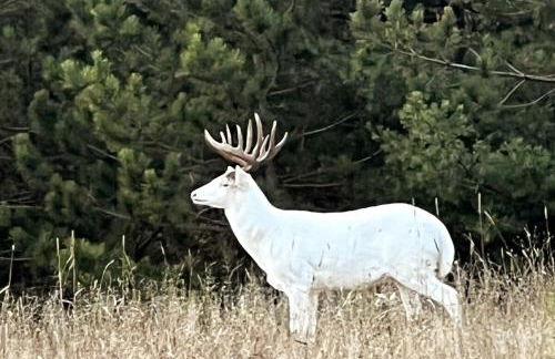 Cedaroma 5 Big Deck Amazing Views - Photo 21
