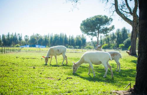 Monte do Lago, Pegões - Foto 54