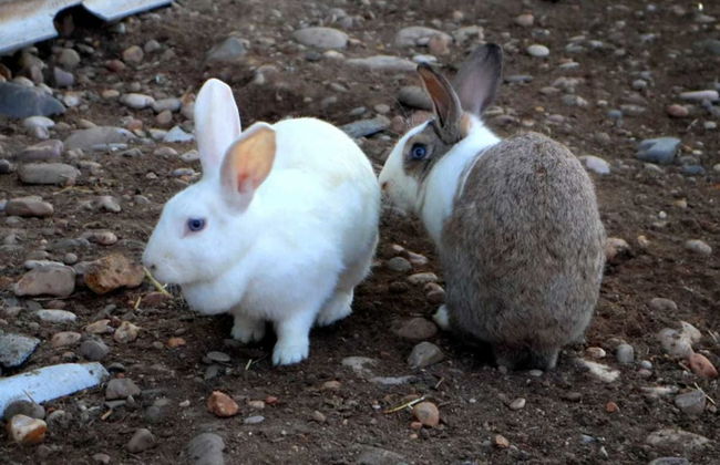 Casa Rural Ecuestre - Foto 67