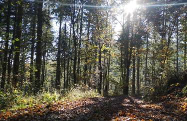 Ferienwohnung in Waldrandlage in Nationalpark Schleiden / Eifel - Foto 66