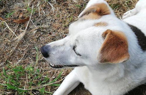 La casetta di samba - Foto 21