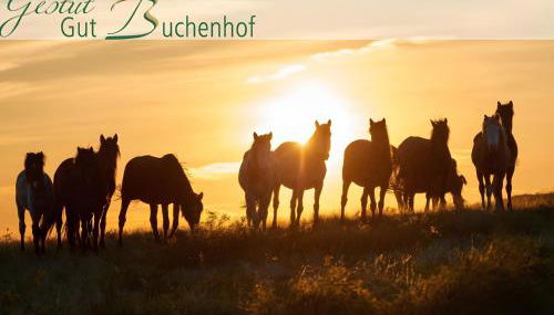 Herrenhaus Gut Buchenhof - Foto 5