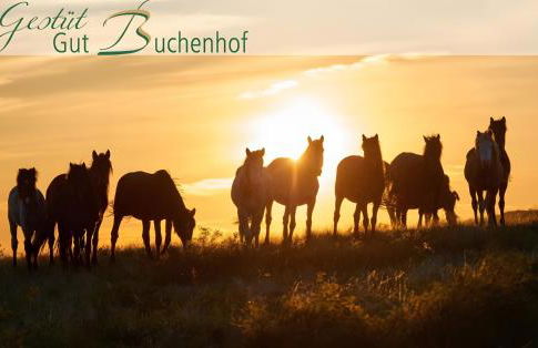 Herrenhaus Gut Buchenhof - Foto 5