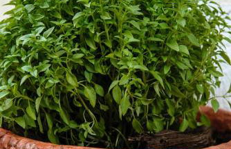 Artemis Sunrise - Foto 55