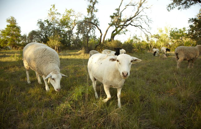 Settlers Crossing - Foto 45