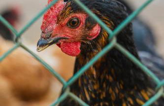 Casa das Milheirices - Foto 34