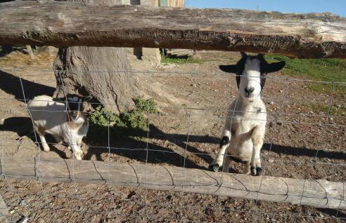 Le Cyprès - Foto 35