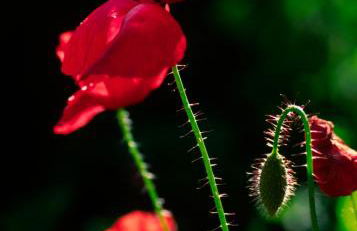 La Casa de Su - Foto 33