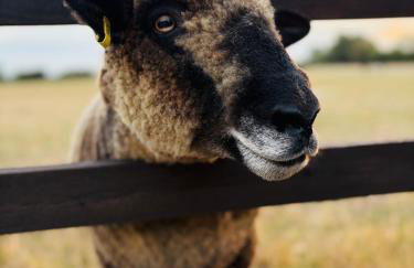 The Cowshed - Country Retreat - Foto 59