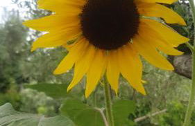 Masseria Marotta - Foto 17