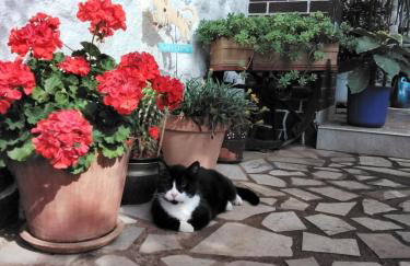 Sobe Randelj - Foto 6