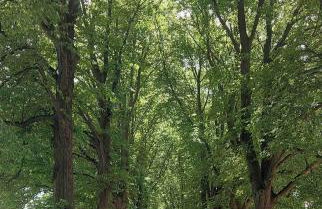 Vier Winde Usedom - Ferienanlage - Foto 12