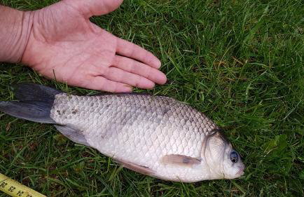 Domek w NABO - Foto 27