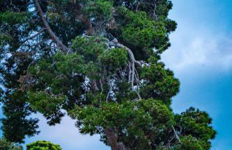 Walk to Beach Stunning Views La Jolla Shores - Photo 72
