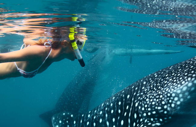 Snorkel con tiburones ballena y mantarrayas - Foto 1