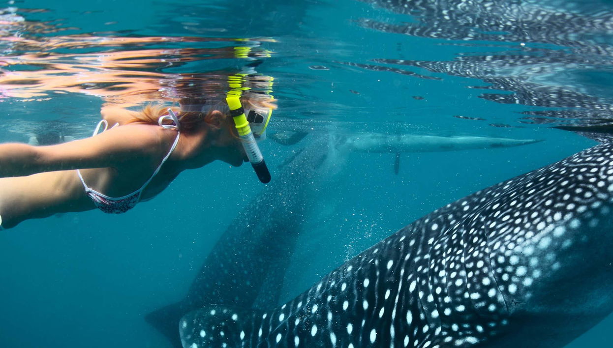 Underwater Wildlife Experience - Foto 1