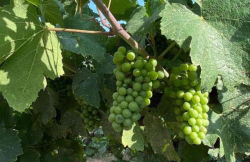 Villa Mattei Franciacorta - Foto 21