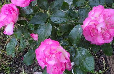 Apartments Žegarac House - Foto 41