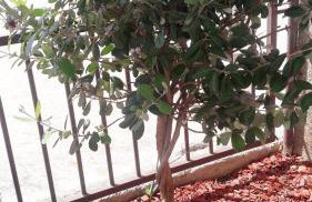 Apartments Villa Toma - Foto 42