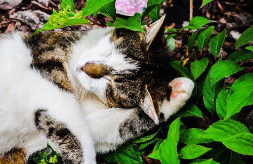 Modrzewiowe Wzgorze - Foto 22