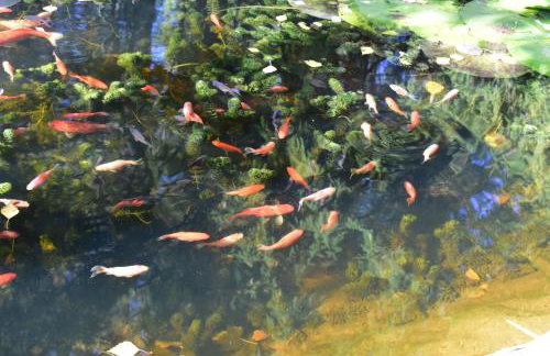 Ogród Shinrin Yoku (Haru) Odpoczynek w Lesie - Foto 13