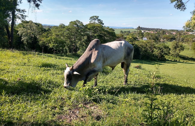 Sítio Refúgio do Alto - Photo 50