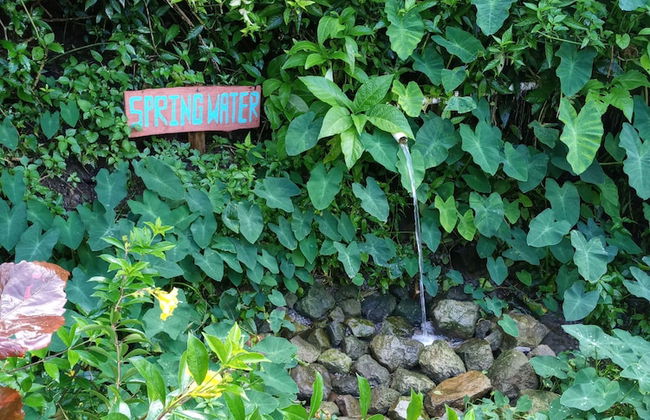 Berkey's Jungle Paradise - Photo 78