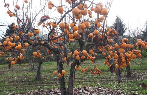 Quintinha dos Cedros - Foto 67