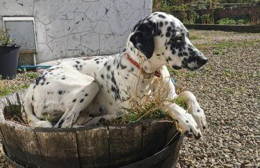 Glen Bay - 2 Bed Lodge on Friendly Farm Stay with Private Hot Tub - Foto 50