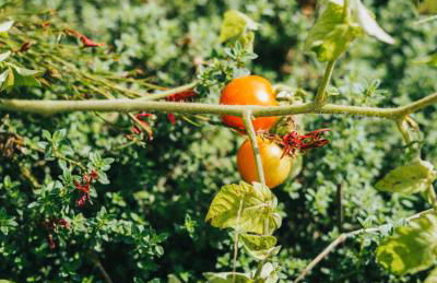 Dominoes Corfu - Foto 69