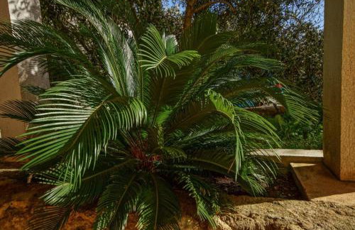 Apartments Daju - Foto 19