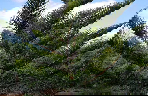 Farmhouse on an Olive Grove - Foto 16