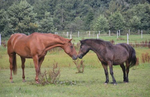 Ferien- und Reiterparadies Voßhörnerhof - Foto 33