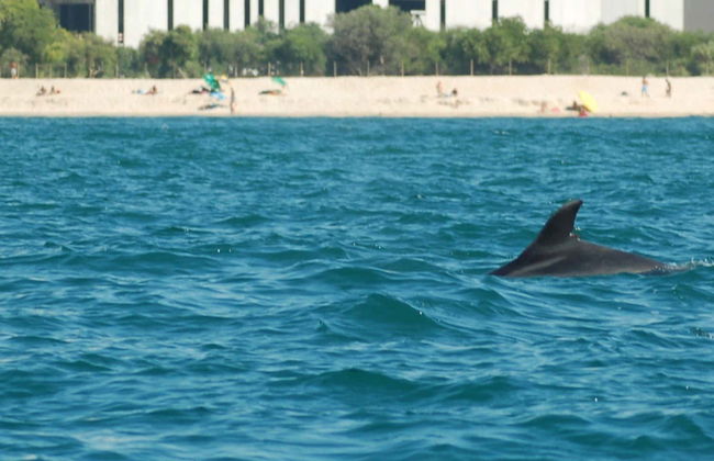 Sado Estuary Dolphin Watching - Foto 7