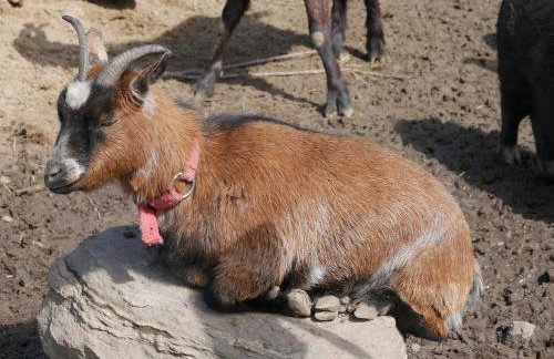 Chata na Zielonym Wzgórzu - Foto 78